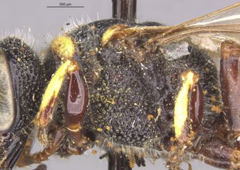 Media type: image;   Entomology 13766 Aspect: thorax lateral